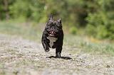 BOULEDOGUE FRANCAIS 428